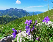 38 Violette alpine con vista in Alben